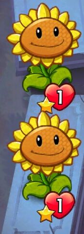 File:Double Sunflowers.jpeg