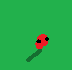 Poppy