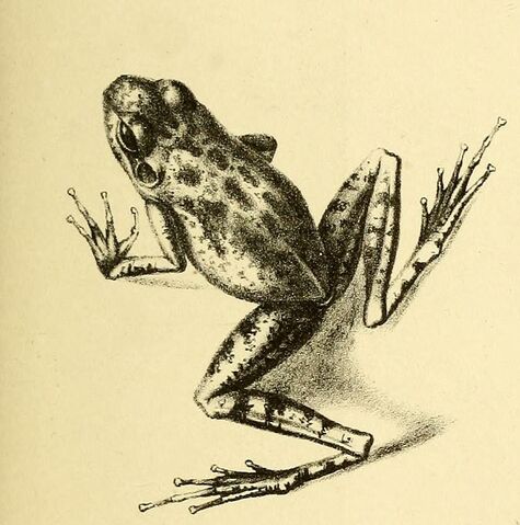File:Hylodes nasus.jpg