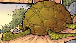 Sea Turtle