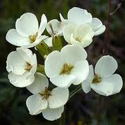 Wallflower