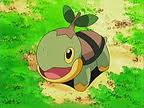 Plik:TurtaTurrtle.jpg