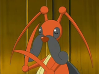 EP518 Kricketune fregant les seves fulles