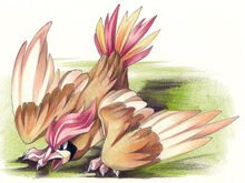 Pidgeotto banner