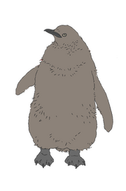 Chara kinghina