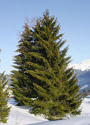 220px-Picea abies