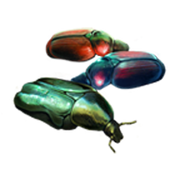 Scarab-beetle