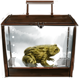 Common-toad-lrg
