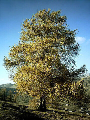 File:LarchTree.jpg
