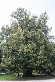 220px-Tilia tomentosa 1JPG