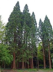 220px-Sequoiafarm Sequoiadendron giganteum