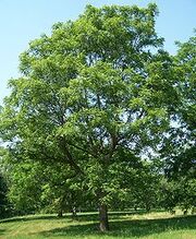 220px-Juglans major Morton