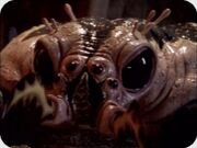 Prlg-vils-scorpius