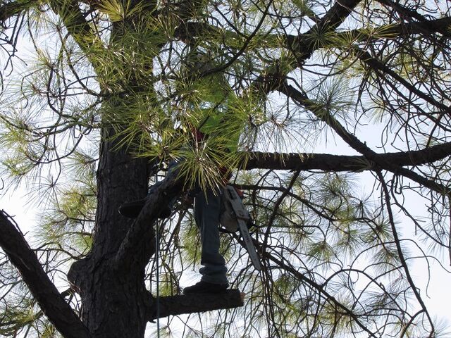 File:Dallas Tree Trimming- DFW Tree Removal.jpeg
