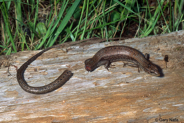 File:Ecprincnotaildnco.jpg