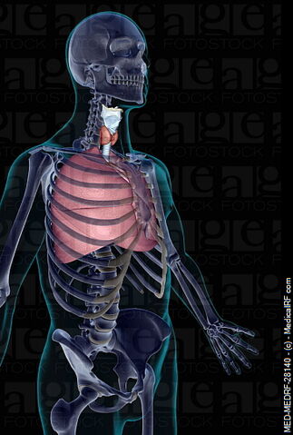 File:Respiratory.jpg