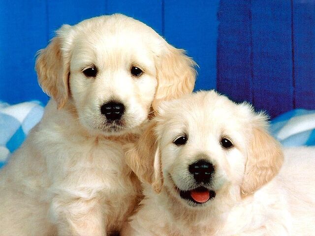 File:Cute-Dog-Wallpaper-dogs-13936376-1024-768.jpg