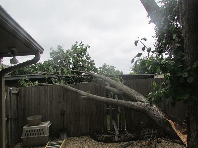 File:Dallas Tree Service - 214- 556-5079.jpeg