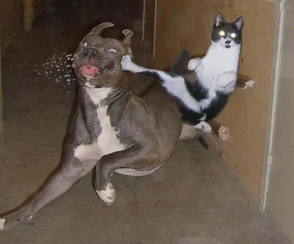 File:A.aaa-Kung-Fu-Cat.jpg