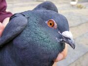Army-pigeon