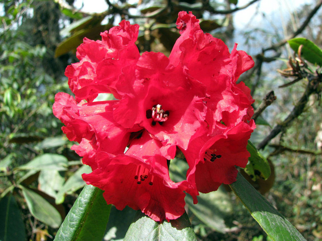 File:Rhododendron.png
