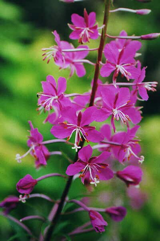 File:Fireweed.png