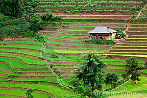 Vietnam-rice-paddy-field-thumb16608623