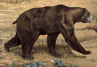 Short-Faced Bear