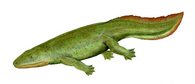 File:Hynerpeton01.jpg