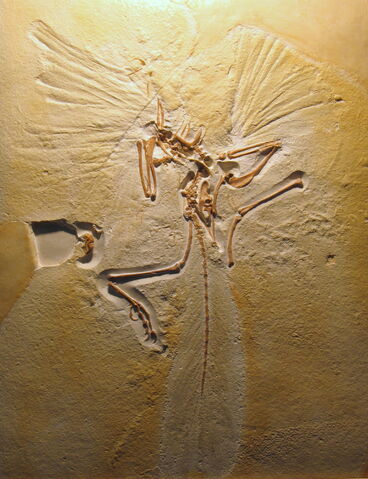 File:London archaeopteryx specimen.jpg