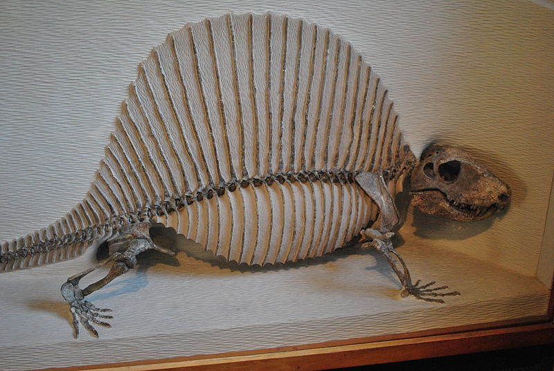 Download Dimetrodon | Prehistoric Earth Wiki | FANDOM powered by Wikia