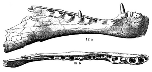 Spinosaurus holotype mandibles Stromer 1915