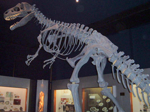 File:Allosaurus skeleton.jpg