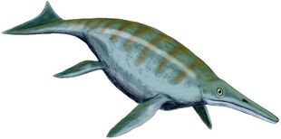 Shonisaurus popularis