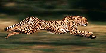 Image result for cheetah
