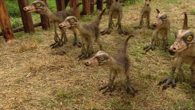 File:1x4 OrnithomimusChicks.jpg