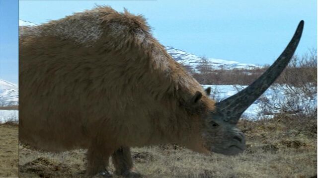 File:Elasmotherium.jpg