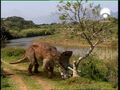 Thumbnail for version as of 15:50, May 4, 2009