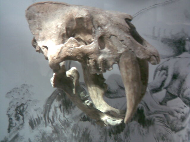 File:4579322150 e8456de00c o.jpg
