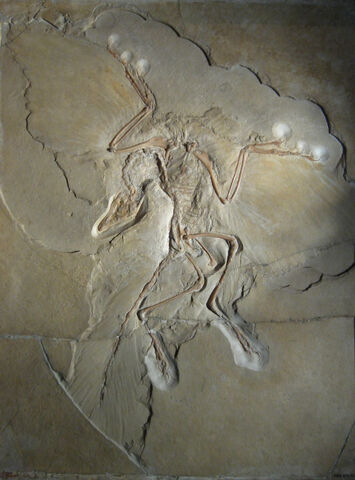 File:Berlin archaeopteryx.jpg