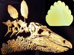 Cráneo de Stegosaurus
