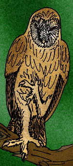 Resultado de imagen de tyto robusta
