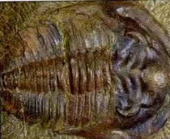 TrilobitaCámbrico.jpg