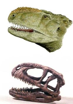 Abelisaurus cabeza.jpg