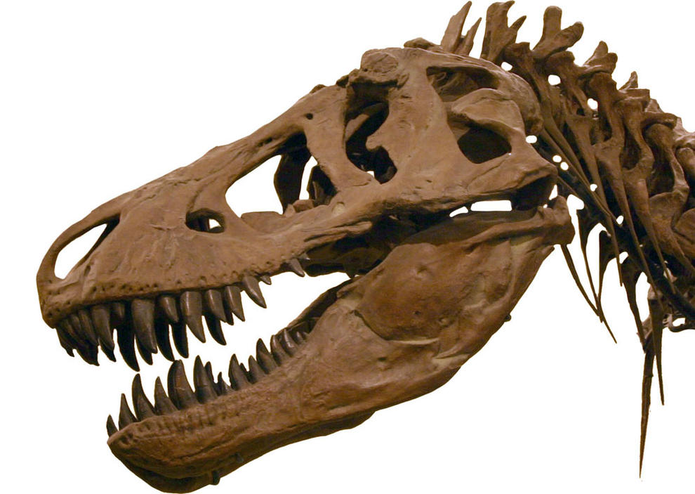 Resultado de imagen de dinosaurios carnivoros dientes