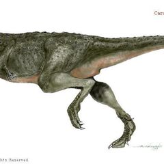 Carnotaurus  Wiki Prehistórico  FANDOM powered by Wikia