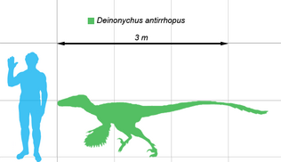 Deinonychus-scale.png