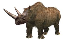 Coelodonta antiquaitatis