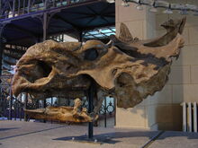 Pachyrhinosaurus skull.jpg
