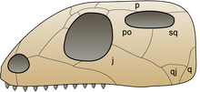 Craneo Euriápsido.png